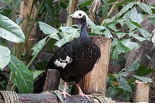Blue throated piping-guan 