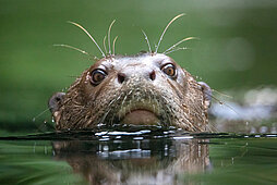 Riesenotter schwimmt durchs Wasser, sodass nur der Kopf sichtbar ist