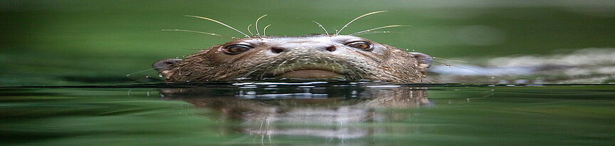 Riesenotter schwimmt durchs Wasser, sodass nur der Kopf sichtbar ist