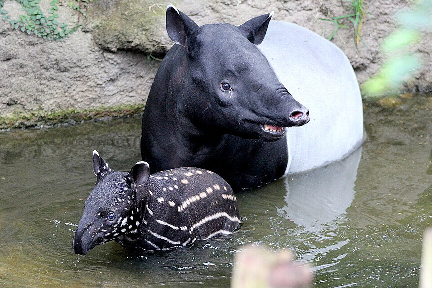 Malayan tapir with his baby in the water