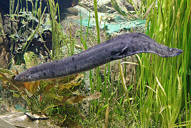 South American lungfish 