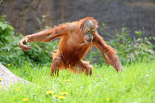 Sumatra-Orang-Utan läuft über die Wiese und schaut dabei nach unten