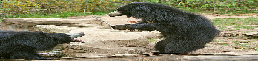 two Indian sloth bears playing 
