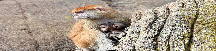 Patas monkey and her baby
