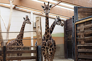 Drei Giraffen im Stall.