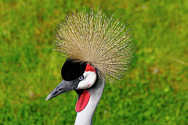 head of the African crowned crane 