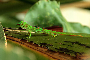 Madagaskar Taggecko auf einem Blattstengel