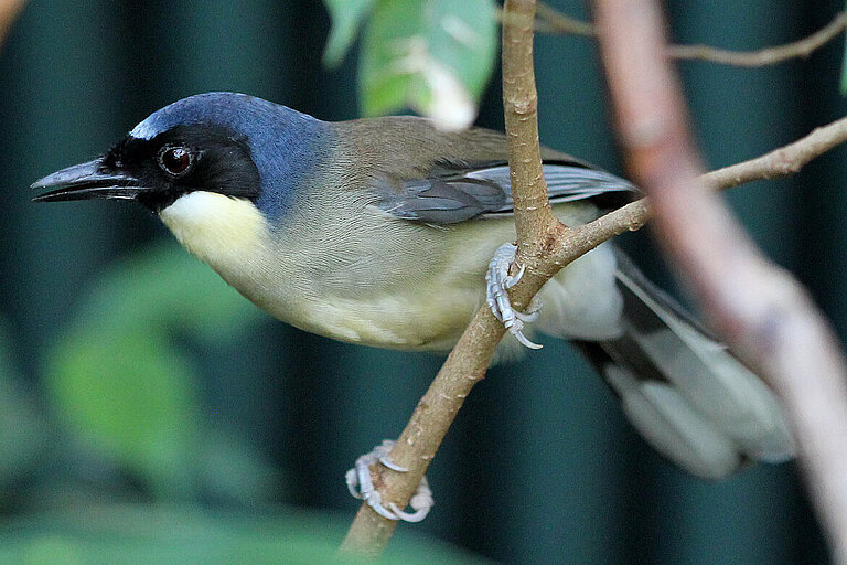 Blue crowned laughingthrush sitting on a bough