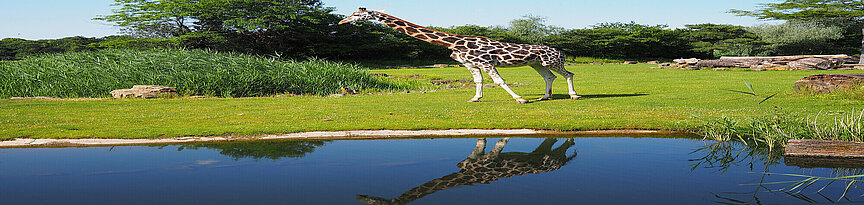 Giraffe auf der Savanne, stehend vor dem Teich.