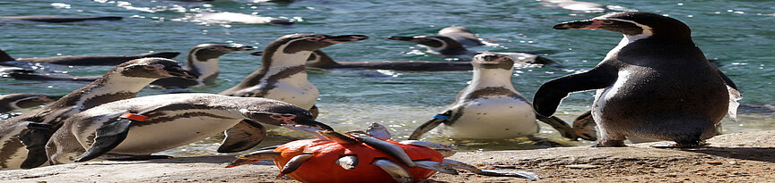 Humboldtpinguine mit Kürbis, der Mit Fischen bestückt ist