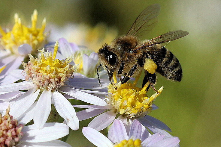 Biene auf Blüte