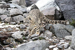 snow leopard walking over the rocks