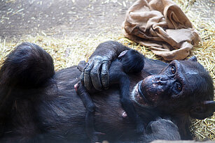 Schimpansenweibchen mit Jungtier auf dem Bauch an der Besucherscheibe liegend.