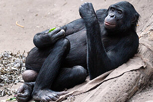 Bonobo liegt an einen Stamm gelehnt