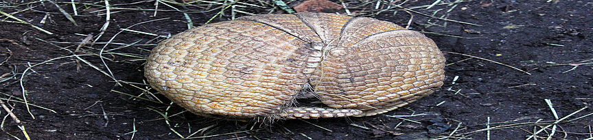 Southern three-banded armadillo 