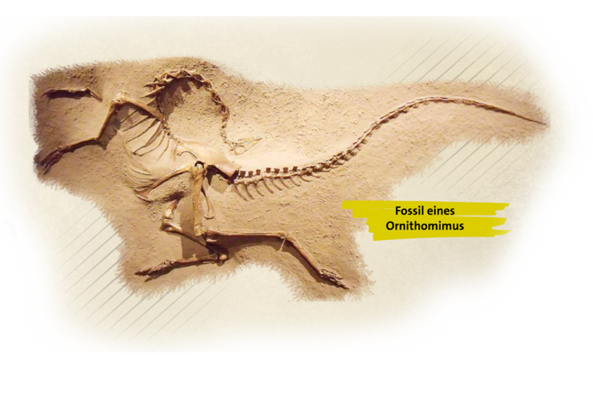 Fossil eines Ornithomimus