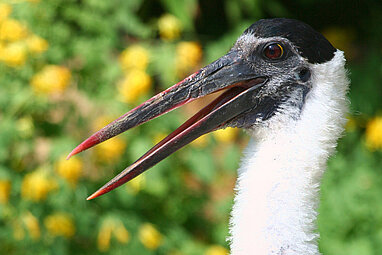 head of the wolly-necked storch
