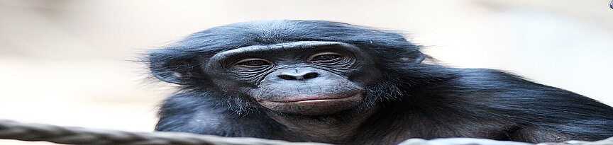 Bonobo "Luiza" im Pongoland
