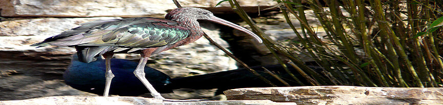 Glossy ibis 