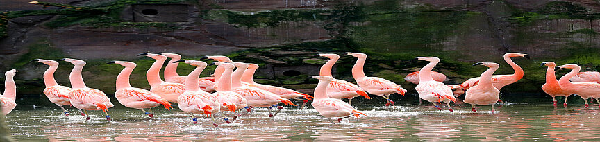 Chilean flamingos walking through the water