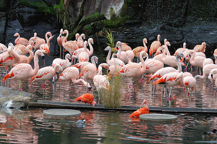 Blick auf die Flamingolagune mit Chileflamingos und Roten Sichlern