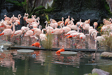 [Translate to English:] Blick auf die Flamingolagune mit Chileflamingos und Roten Sichlern