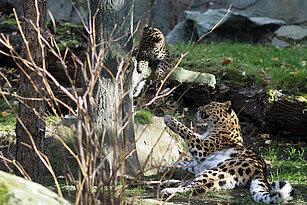 Leoparden-Mädchen Manju spielt mit Mutter Mia