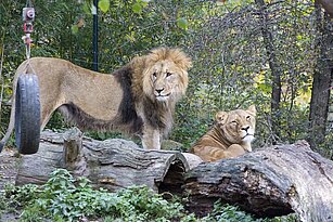Löwenkater mit Löwenkatze auf der Außenanlage.