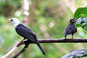Rotschnabel-Fluchtvogel zusammen mit einem Jungtier auf einem Zweig