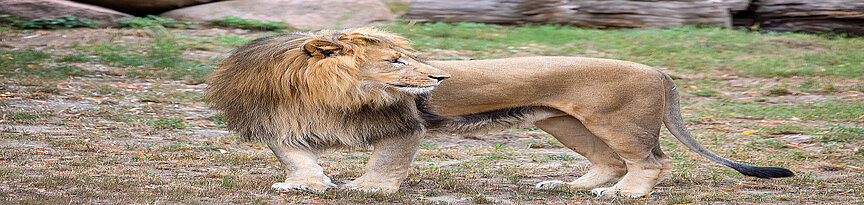 Afrikanischer Löwe steht auf der Anlage und blickt zur Seite