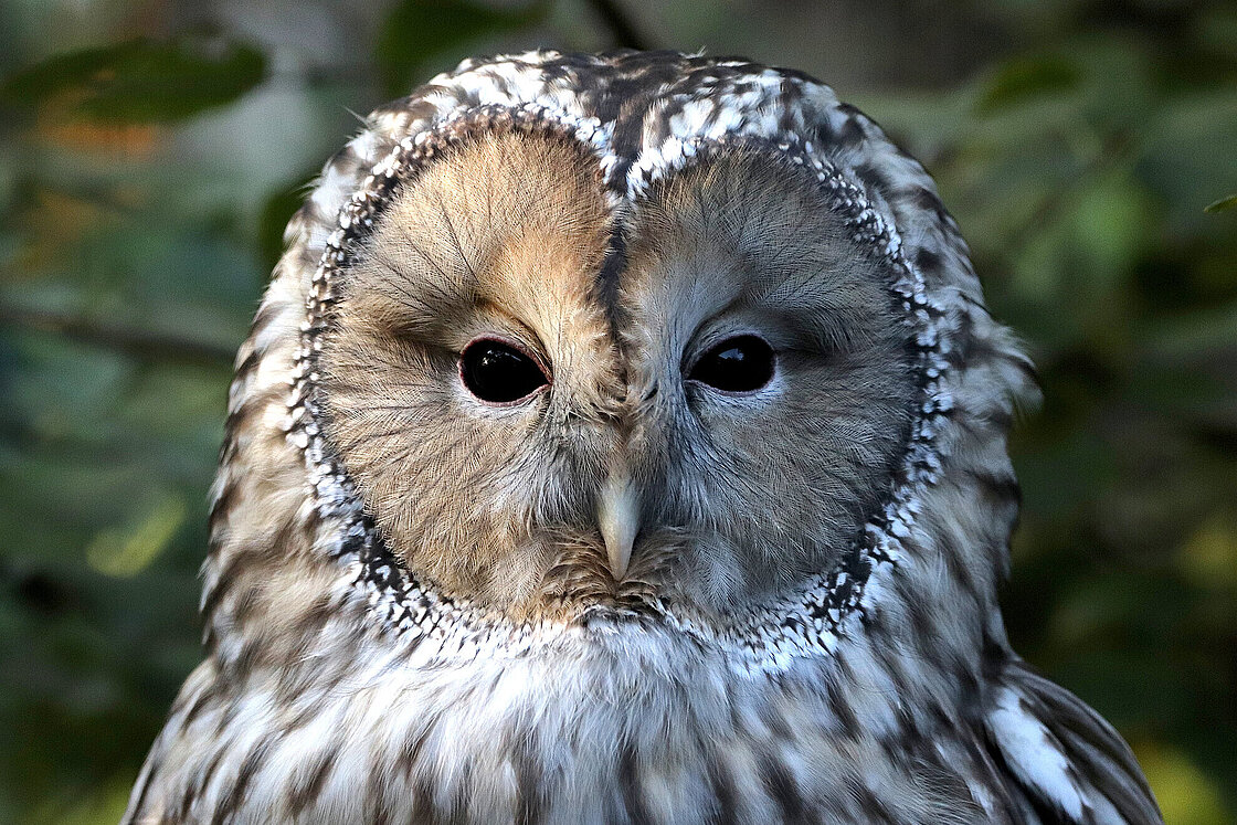 The Ural owl is waiting for you at Zoo Leipzig!