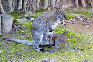 Red-necked wallaby 
