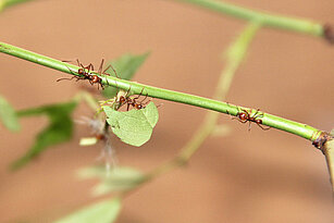 Leaf-cutting ant 