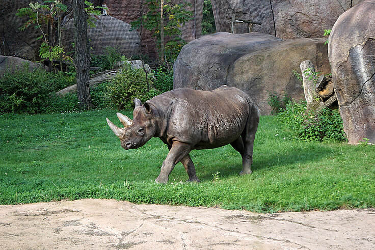 Eastern black rhinoceros 