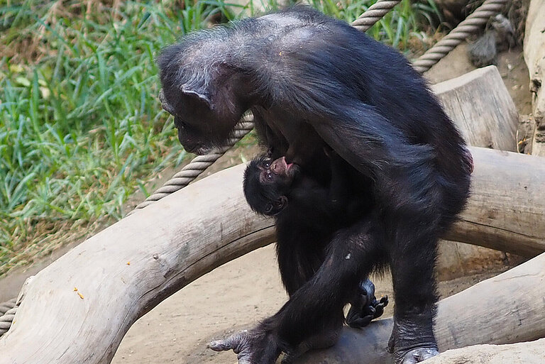 Schimpansenjungtier trinkt bei Mutter Corry
