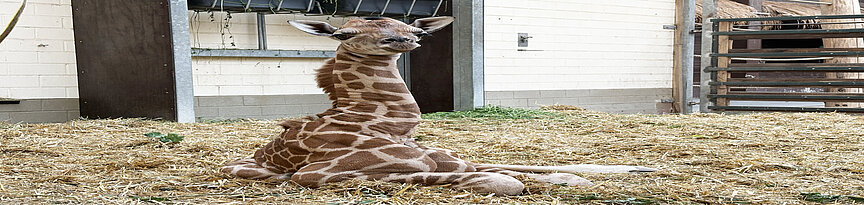 Giraffenjungtier von Sipiwe liegend im Stall