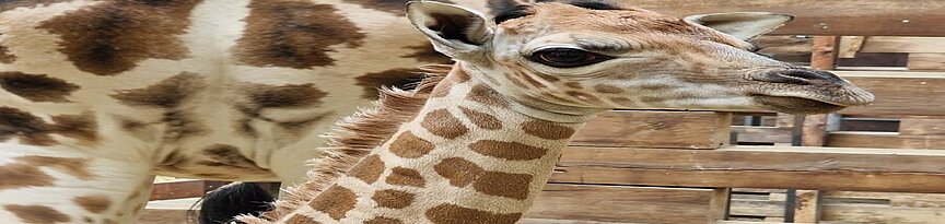 Giraffenjungtier Nahaufnahme, Mutter im Hintergrund