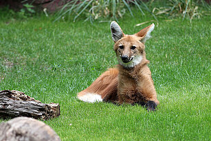 maned wolf laying in the grass