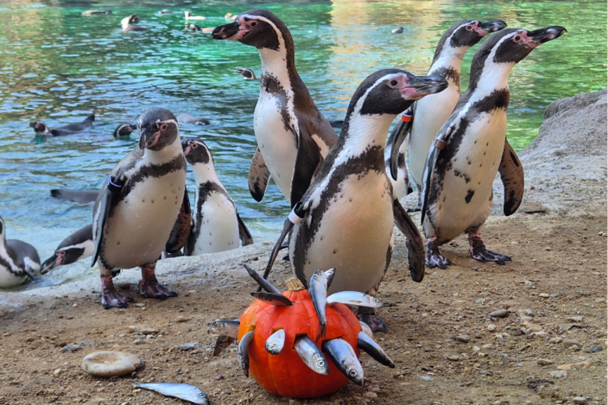 Herbstferien_Pinguine_mit_Kuerbis Pinguine mit einem Kürbis