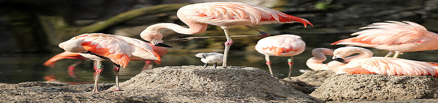 a sharp Chilean flamingos