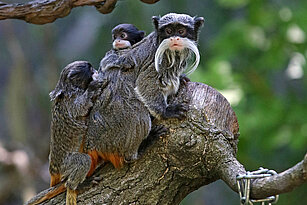 Bearded emperor tamarin with her babys