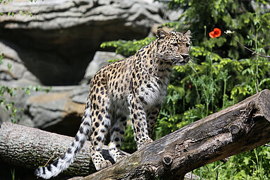 Amurleopard im Leoparden-Tal