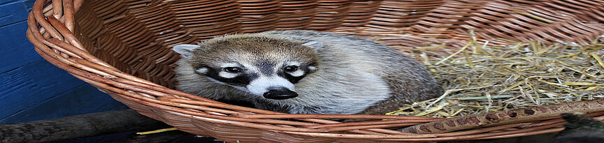 White-nosed coati laying in a basket