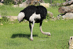 ostrich on the kiwara savannah