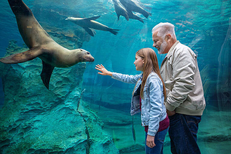 Opa mit Enkeling im Unterwassertunnel, Mädchen fasst an Scheibe, Seelöwe mit Schnauze nah an ihren Fingern