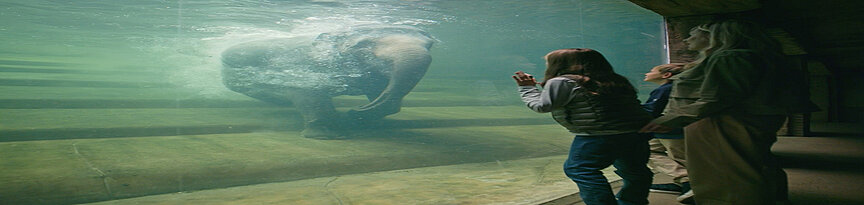 Mutter mit Kindern sehen sich einen Elefanten an, der unter Wasser ist
