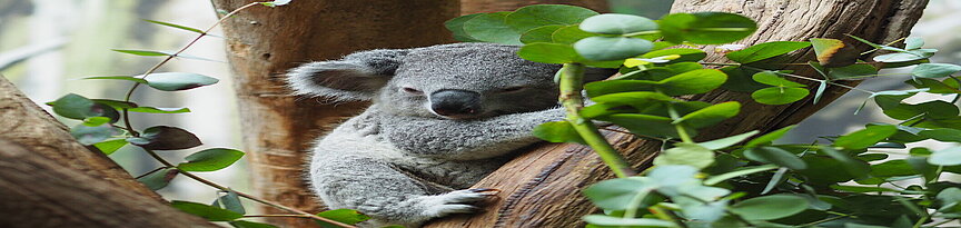 Koala Bouddi auf Ast