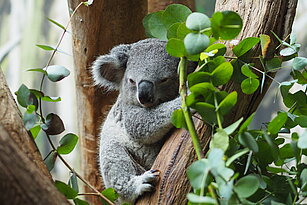 Koala Bouddi auf Ast