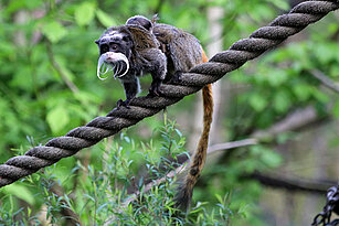 Ein Kasierschnurrbarttamarin sitzt mit zwei ruhenden Jungtieren auf dem Rücken auf einem Seil.