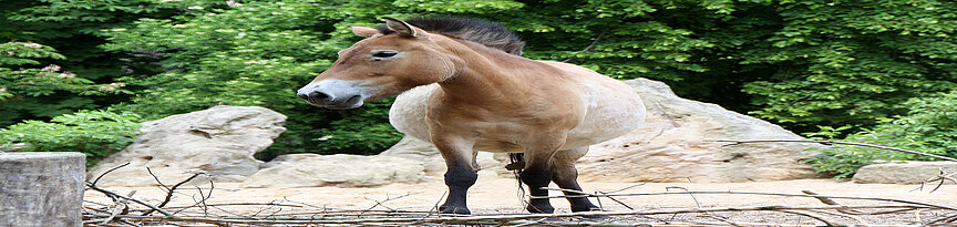 Przewalski’s wild horse fron view